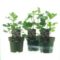 Echte Feige, (Ficus carica), Sorte: Bornholm, im 19cm Topf