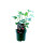 Echte Feige, (Ficus carica), Sorte: Bornholm, im 19cm Topf