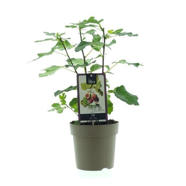 Echte Feige, (Ficus carica), Sorte: Precose de Dalmatie, im 15cm Topf
