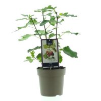 Echte Feige, (Ficus carica), Sorte: Precose de Dalmatie, im 15cm Topf