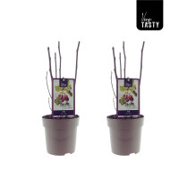 Echte Feige, (Ficus carica), Sorte: Precose de Dalmatie, im 15cm Topf