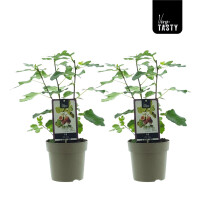 Echte Feige, (Ficus carica), Sorte: Precose de Dalmatie, im 15cm Topf