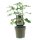 Echte Feige, (Ficus carica), Sorte: Precose de Dalmatie, im 15cm Topf