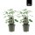 Echte Feige, (Ficus carica), Sorte: Precose de Dalmatie, im 15cm Topf