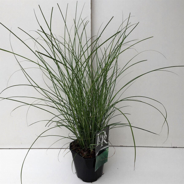 Chinaschilf, (Miscanthus sinensis), Sorte: Gracillimus, im 17cm Topf