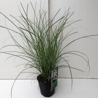Chinaschilf, (Miscanthus sinensis), Sorte: Gracillimus, im 17cm Topf