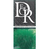 Chinaschilf, (Miscanthus sinensis), Sorte: Gracillimus, im 17cm Topf