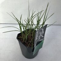 Chinaschilf, (Miscanthus sinensis), Sorte: Gracillimus, im 17cm Topf