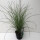 Chinaschilf, (Miscanthus sinensis), Sorte: Gracillimus, im 17cm Topf