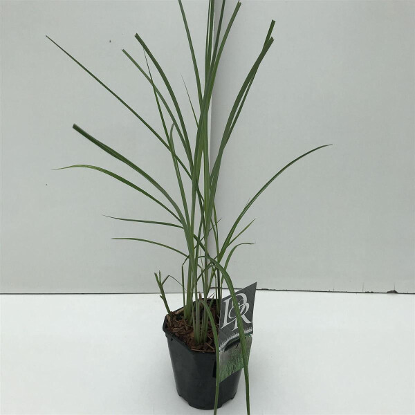 Chinaschilf, (Miscanthus sinensis), Sorte: Malepartus, im 17cm Topf