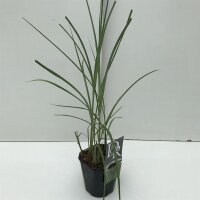 Chinaschilf, (Miscanthus sinensis), Sorte: Malepartus, im 17cm Topf
