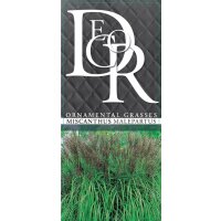 Chinaschilf, (Miscanthus sinensis), Sorte: Malepartus, im 17cm Topf