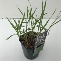 Chinaschilf, (Miscanthus sinensis), Sorte: Malepartus, im 17cm Topf
