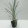 Chinaschilf, (Miscanthus sinensis), Sorte: Malepartus, im 17cm Topf