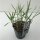 Chinaschilf, (Miscanthus sinensis), Sorte: Malepartus, im 17cm Topf