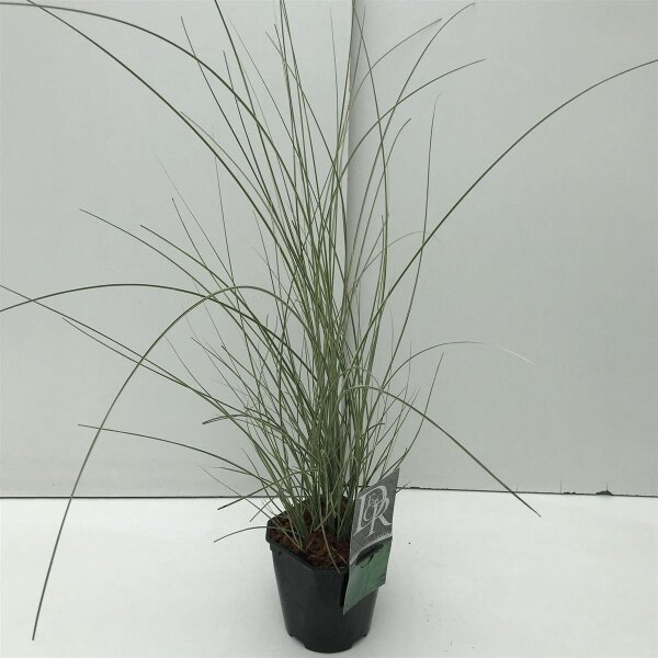 Chinaschilf, (Miscanthus sinensis), Sorte: Morning Light, im 17cm Topf