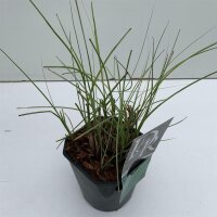 Chinaschilf, (Miscanthus sinensis), Sorte: Morning Light, im 17cm Topf