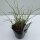 Chinaschilf, (Miscanthus sinensis), Sorte: Morning Light, im 17cm Topf
