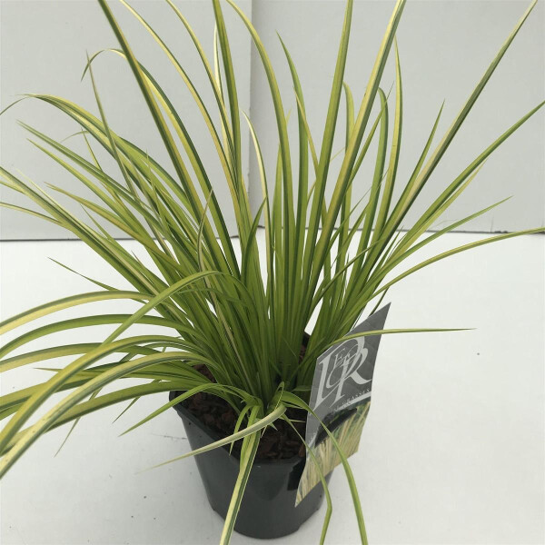 Weissgestreifter Kalmus, (Acorus gramineus), Sorte: Ogon, im 17cm Topf
