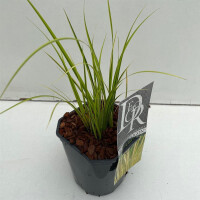 Weissgestreifter Kalmus, (Acorus gramineus), Sorte: Ogon, im 17cm Topf