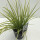 Weissgestreifter Kalmus, (Acorus gramineus), Sorte: Ogon, im 17cm Topf