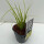 Weissgestreifter Kalmus, (Acorus gramineus), Sorte: Ogon, im 17cm Topf
