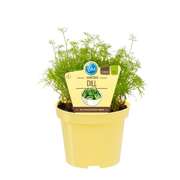 Dill, (Anethum graveolens), im 12cm Topf