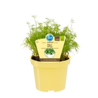 Dill, (Anethum graveolens), im 12cm Topf