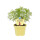 Aromatisches Cola-Kraut, (Artemisia abrotanum var. Maritima), im 12cm Topf