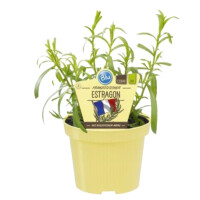 Französischer Estragon (Artemisia dracunculus), im...