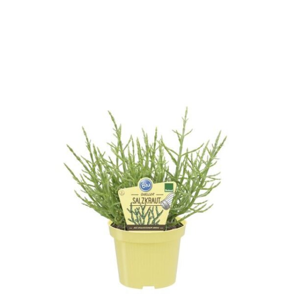 Salzkraut, (Salicornia europaea), im 12cm Topf