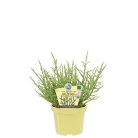 Salzkraut, (Salicornia europaea), im 12cm Topf