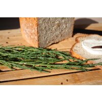 Salzkraut, (Salicornia europaea), im 12cm Topf