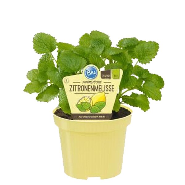 Zitronenmelisse (Melissa officinalis), im 12cm Topf