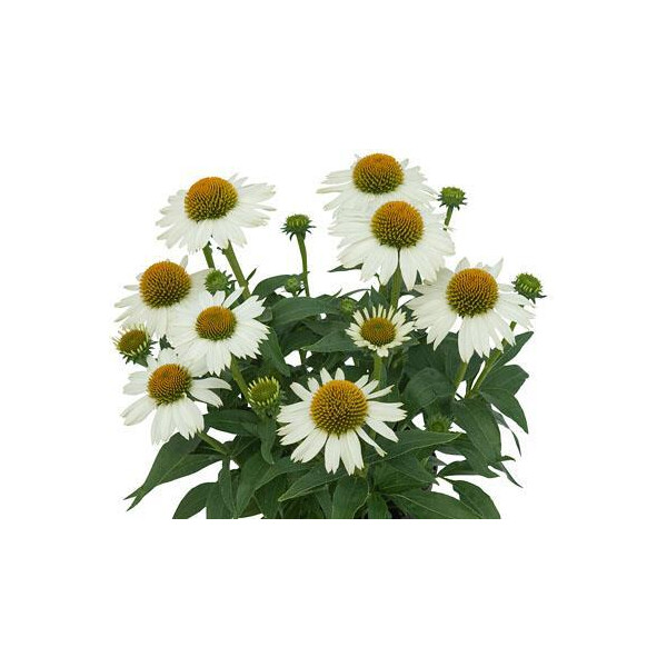 Sonnenhut, (Echinacea), Sorte: SunMagic® Pearl White, im 12cm Topf