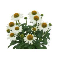 Sonnenhut, (Echinacea), Sorte: SunMagic® Pearl White,...