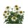 Sonnenhut, (Echinacea), Sorte: SunMagic® Pearl White, im 12cm Topf