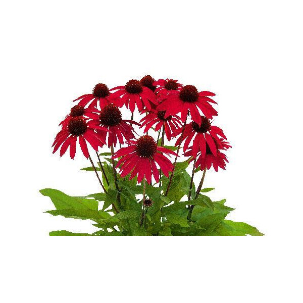 Sonnenhut, (Echinacea), Sorte: SunMagic® Hot Red, im 12cm Topf