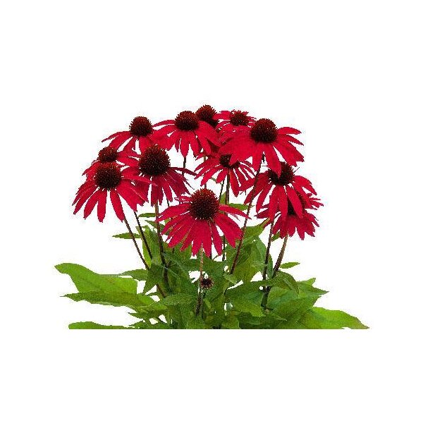 Sonnenhut, (Echinacea), Sorte: SunMagic® Hot Red, im 12cm Topf