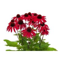 Sonnenhut, (Echinacea), Sorte: SunMagic® Hot Red, im...