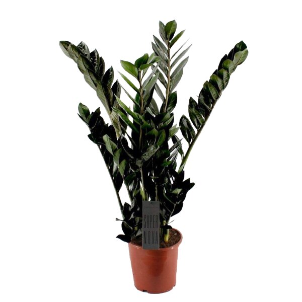 Zamie, (Zamioculcas zamiifolia), Sorte: Super Nova (schwarzlaubig) ca. 50cm hoch, 14cm Topf