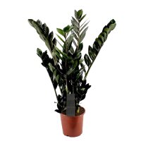 Zamie, (Zamioculcas zamiifolia), Sorte: Super Nova...