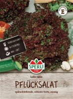 Pflücksalat Lollo rossa