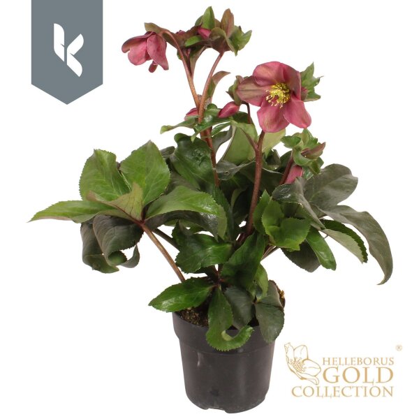 Lenzrose, (Helleborus orientalis), Sorte:  Ice N Roses...