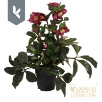 Lenzrose, (Helleborus orientalis), Sorte:  Ice N Roses Early Red, im ca. 15cm Topf