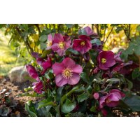 Lenzrose, (Helleborus orientalis), Sorte:  Ice N Roses Early Red, im ca. 15cm Topf