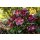 Lenzrose, (Helleborus orientalis), Sorte:  Ice N Roses Early Red, im ca. 15cm Topf