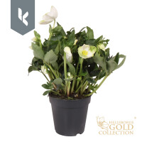 Christrose, (Helleborus niger), Sorte: Jonas, im ca. 13cm Topf