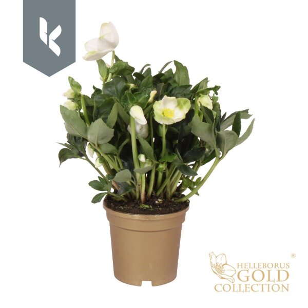 Christrose, (Helleborus niger), Sorte: Diva, im ca. 13cm...