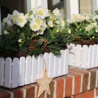 Christrose, (Helleborus niger), Sorte: Diva, im ca. 13cm Topf